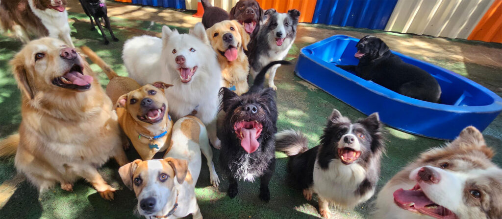 Como escolher o hotel ideal para o seu cão: 5 tópicos que você não pode ignorar
