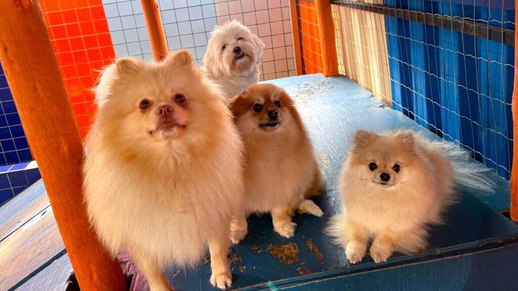 Cada um no seu espaço: Por que a separação por porte é fundamental para a segurança e o bem-estar dos cães​